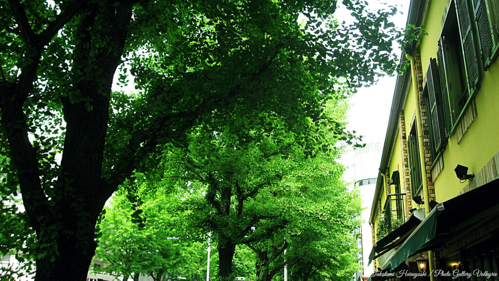 photo_gallery_valkyrie_takatomi_haruyoshi_tokyo_landscape_09